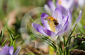 Honeybee Collects Pollen on a Purple Spring Crocus Blossom