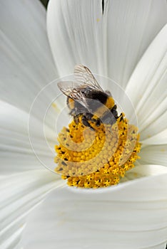 Honeybee collects pollen from a white Cosmos flower.