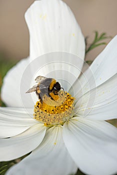 Honeybee collects pollen from a white Cosmos flower.