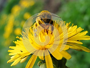 Honeybee on dandelion