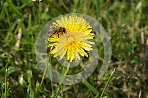 Honeybee on a Dandelion 7