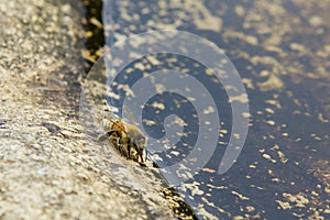Honeybee Drinking Water