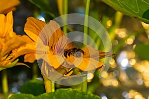 Honeybee drinks nectar at yellow flower