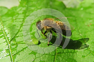 Bee drinks water on a green leaf, closeup