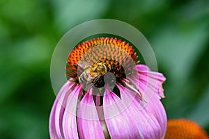 Honeybee on Echinacea flower. The bees construct perennial, colonial nests from wax.