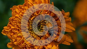 Honeybee Embracing the Beauty of Marigold\'s Orange and Green Hues