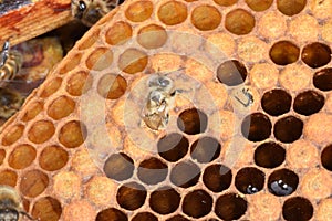 Honeybee emerging from cell on wax frame in beehive. New birth.