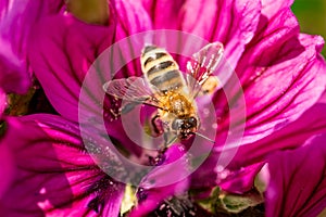 Honeybee, european western honey bee sitting on purple flower