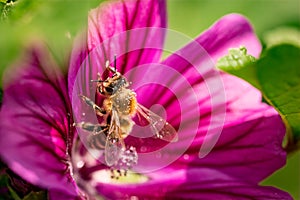 Honeybee, european western honey bee sitting on purple flower