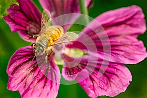 Honeybee, european western honey bee sitting on purple flower