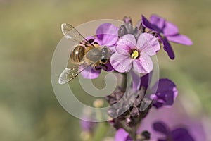 Honeybee feeding on a Erysimum Bowles Mauve wallflower flower head