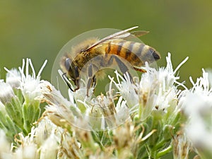 Honeybee Feeding On Flower Cluster 1