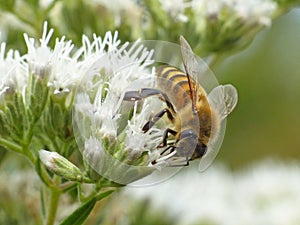 Honeybee Feeding On Flower Cluster 2