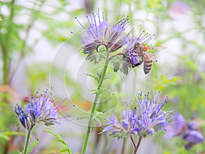 Honeybee feeding on purple phacelia honey flower
