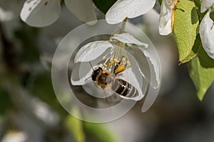 Honeybee is feeding on white flower in spring morning