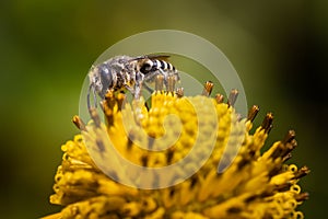 A honeybee feeds on a bright yellow flower