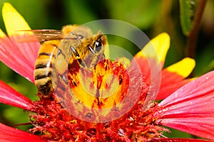 Honeybee on Firewheel Flower