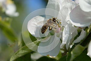 Honeybee on the flower