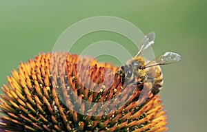 Honeybee on a flower photo