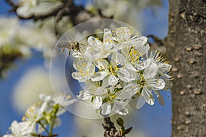Honeybee on a flower - Honey bee pollination