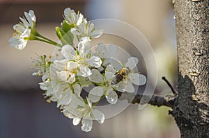 Honeybee on a flower - Honey bee pollination