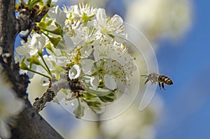 Honeybee on a flower - Honey bee pollination