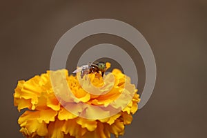 Honeybee fly harvesting pollen from blooming yellow marigold flowers