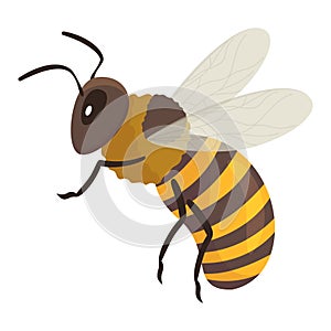 Honeybee flying black yellow striped insect with antennae vector flat illustration. Honey bee