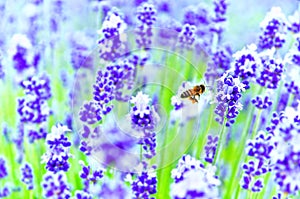 A honeybee flying in the lavender farm