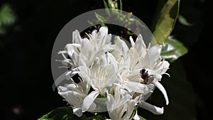 Honeybee is flying over a bloomed coffee flower of robusta coffee. Blooming flowers with honey bee searching for nectar