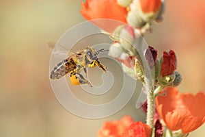 Honeybee Flying to Desert Mallow photo