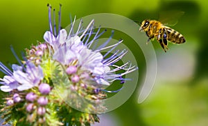 Honeybee Flying to Phacelia photo