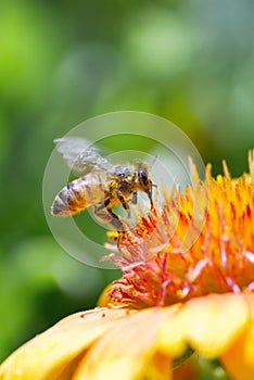 Honeybee flying to yellow daisy