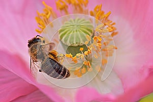 Honeybee Forages in Yellow Anthers