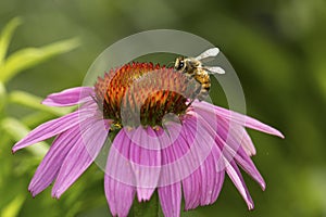 Honeybee foraging for nectar on a purple cone flower, Connecticut.
