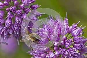 Honeybee foraging on a purple allium flower in New Hampshire