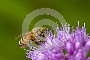 Honeybee foraging on a purple allium flower in New Hampshire