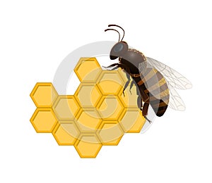 Honeybee on fresh honeycomb symbol