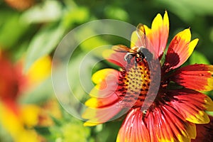 Honeybee on Gaillardia pulchella Foug, Blanket Flower