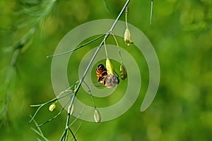 Honeybee on garden asparagus flower.