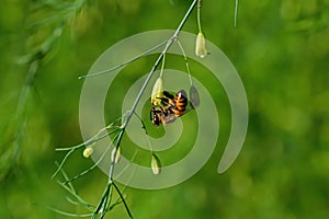 Honeybee on garden asparagus flower.