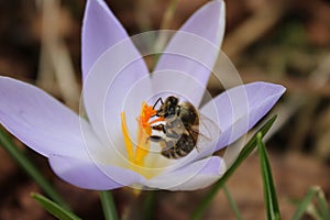 Honeybee gathering nectar inside a crocus