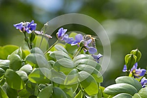 Honeybee Gathering Pollen from the Purple Flowers of a Lignum Vitae Tree photo