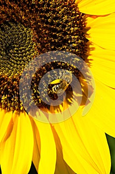 Honeybee Gathers Pollen from Bottom Right Side of Sunflower Face photo