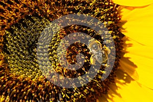 Honeybee Gathers Pollen from Middle Sunflower Face photo