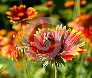 Honeybee on gerbera