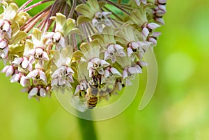 Honeybee getting nectar from a milkweed flower