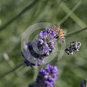Honeybee gracefully dances amidst lavender\'s charm on sunny day