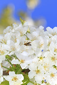 Honeybee harvesting pollen