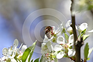 Honeybee harvesting pollen